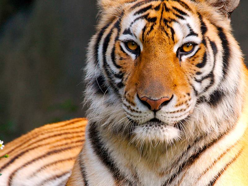 Report - Far from a cure, The Tiger Trade Revisited