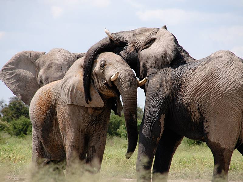 News -TNC Messaging Research Executive Summary to Curb Ivory Consumption in China
