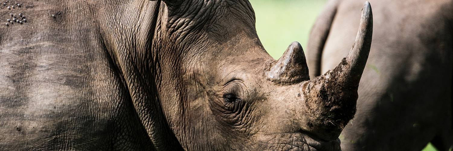 Reduce Demand for Illegal Wildlife Products - Social and Behavioural Change Communications for Conservation Impact
