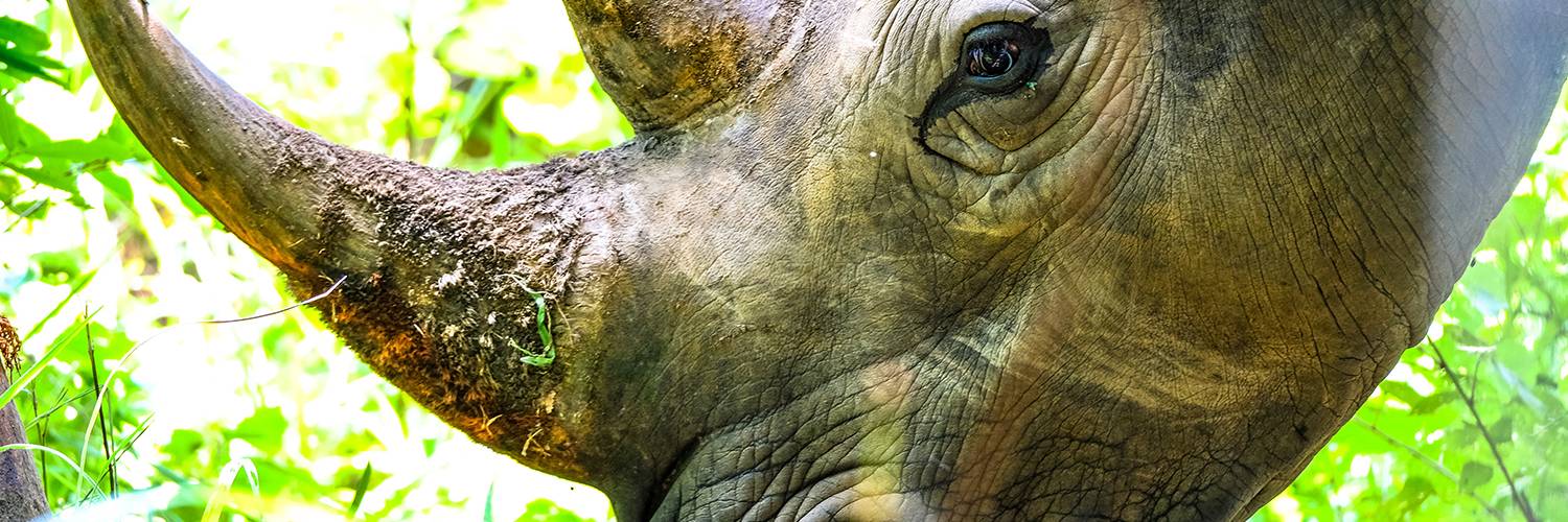 Reduce Demand for Illegal Wildlife Products - Social and Behavioural Change Communications for Conservation Impact