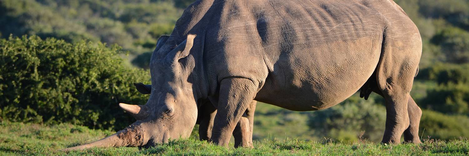 Reduce Demand for Illegal Wildlife Products - Social and Behavioural Change Communications for Conservation Impact