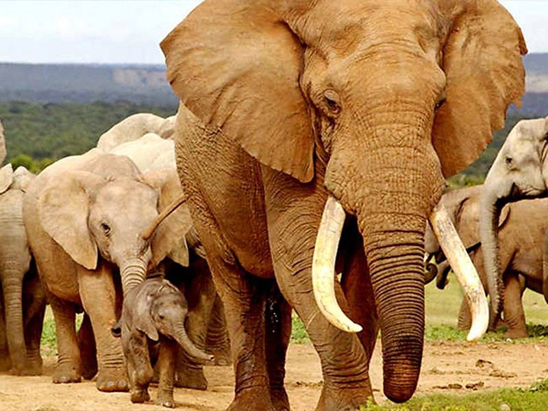 Research - Reducing Demand for Ivory: An International Study