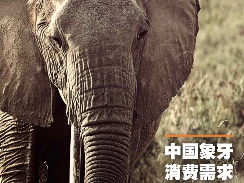 News -野生救援 (Wildaid) 中国象牙需求报告（2012-2014）