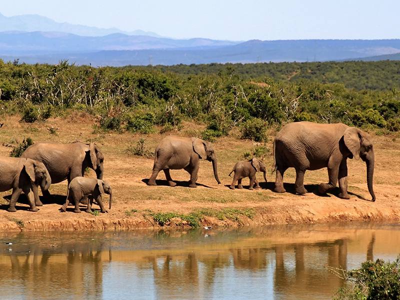 Resources - TNC Messaging Research Language Memo to Curb Ivory Consumption, Chinese language