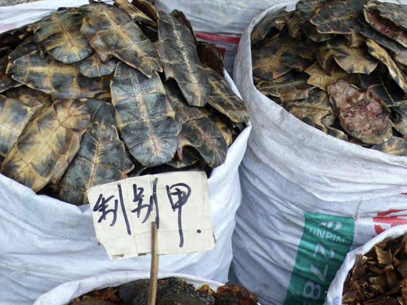 Research - TRAFFIC: Understanding the Motivations: The First Steps Towards Influencing China’s Unsustainable Wildlife Consumption