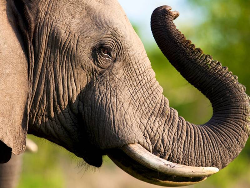 Fact Sheet - USA National Strategy for Combating Wildlife Trafficking & Commercial Ban on Trade in Elephant Ivory
