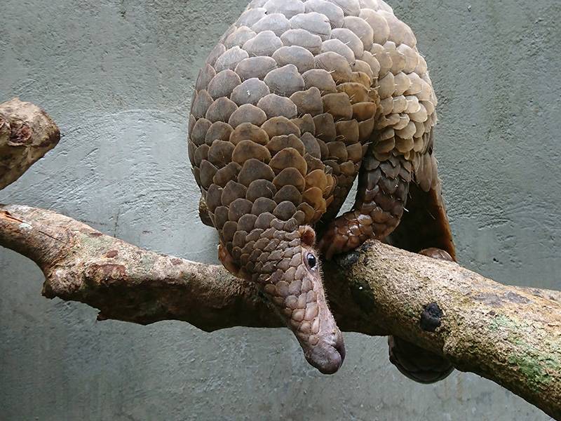 Pangolin conservation and traditional medicine – designing effective messages